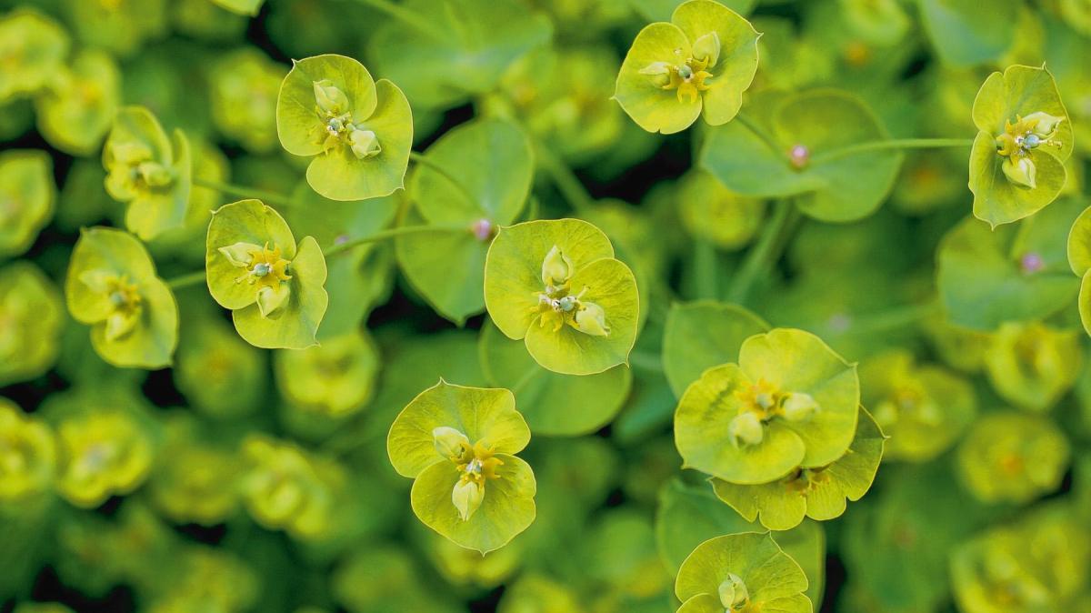 Gartentipp Wolfsmilch Schneiden Vermehren Und Tipps Zum Standort