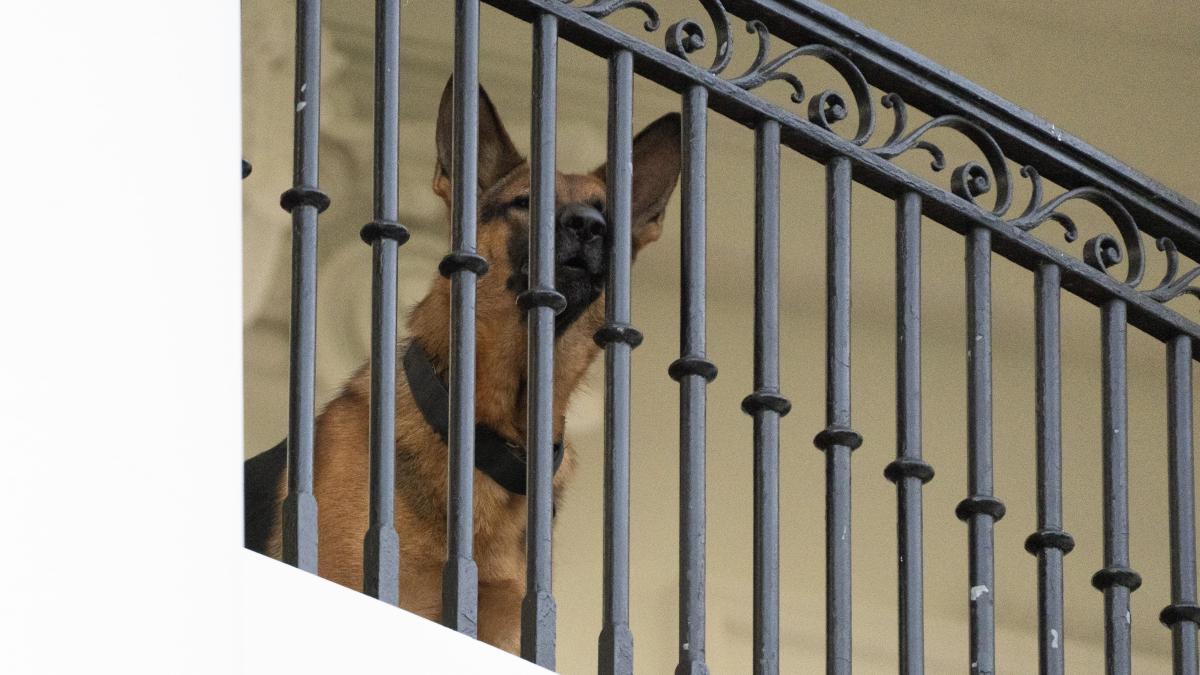 Nach Beiß Attacken Bidens Hund Commander muss Weißes Haus verlassen