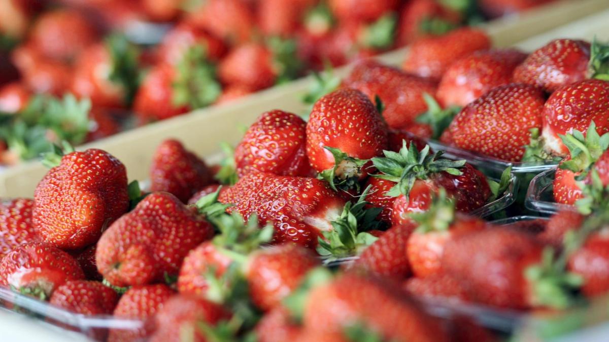 Immer Mehr Menschen Wollen Erdbeeren Selber Pfl Cken