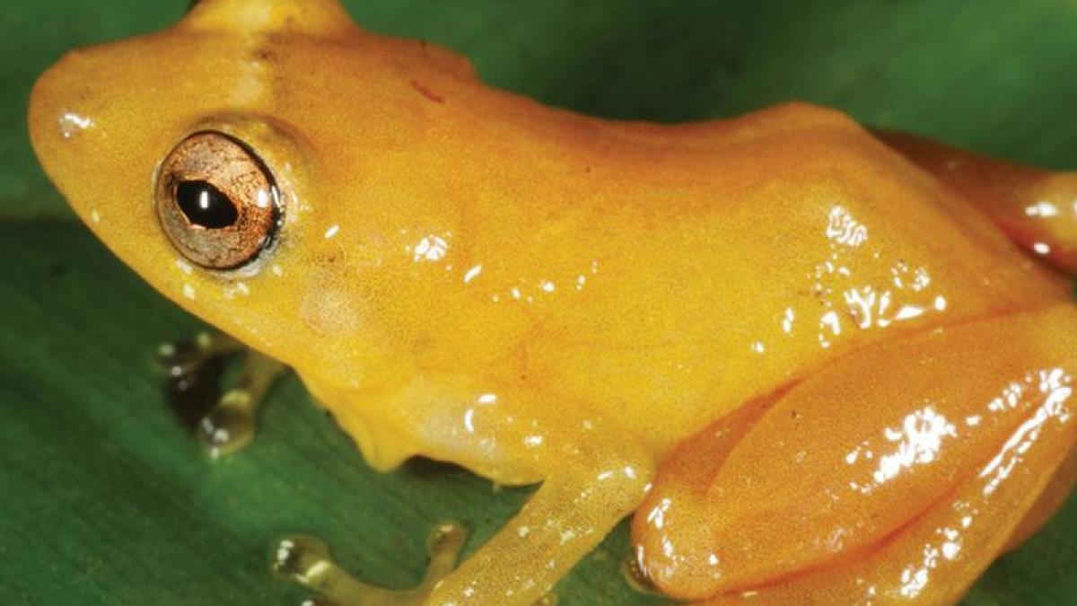 Frosch aus Panama Neue Froschart entdeckt Tiere färben ab