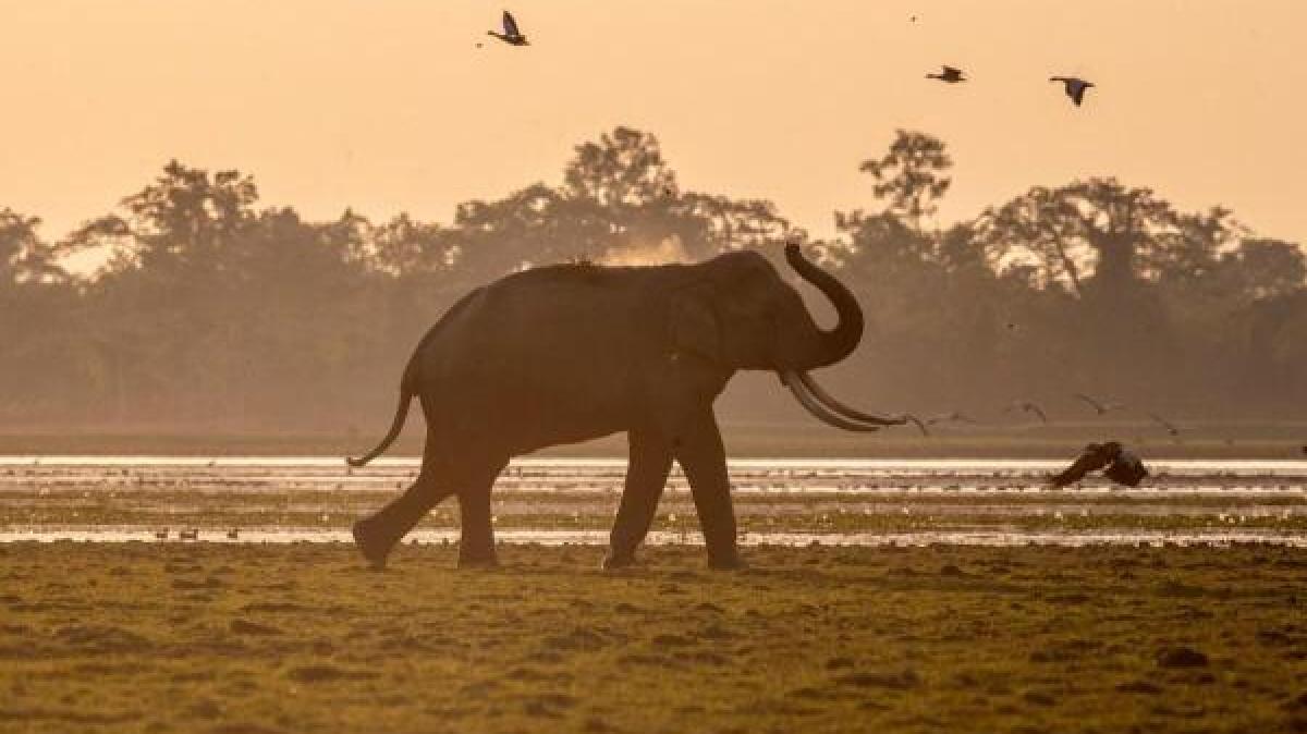 Zum Welttierschutztag am 4 10 Mit Künstlicher Intelligenz Tiere