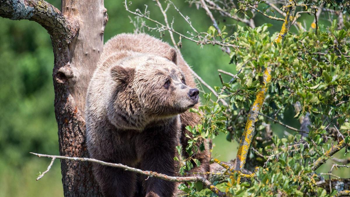 Bär im Allgäu Landrätin aus Oberallgäu fordert Allianz der