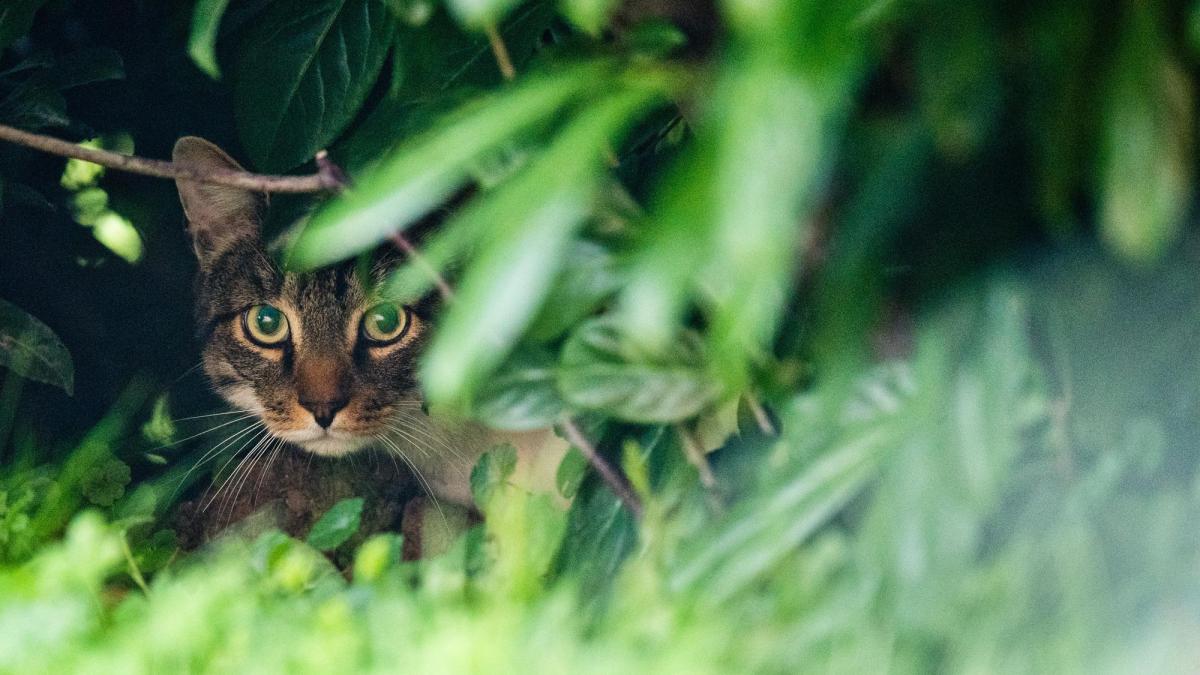 Senden Lob Von Peta So Will Senden Jetzt Das Leid Streunender Katzen