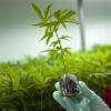 In Israel wird Cannabis zu medizinischen Zwecken angebaut, wie hier auf diesem Bild zu sehen ist. 