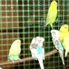 Eine bunte Vogelwelt präsentierte sich bei zweitägigen Vogelschau in der Meitinger Gemeindehalle Vogelfreunden und Besuchern. 	