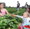 Julia (l.) lässt Leonie von ihren Erdbeeren naschen. Lisa pflückt derweil im Erdbeergarten Schweiger im Augsburger Waldmeisterweg weiter. 