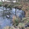 Drei tote Biber wurden im November leblos in einem Weiher bei Altenbaindt gefunden. 