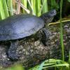 In Burgwalden wurde eine Sumpfschildkröte gefunden, die diesem Exemplar ähnlich sieht.