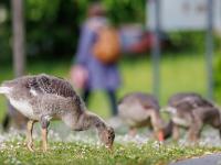 Graugänse werden im Kreis Dillingen zunehmend zum Problem. Zum Teil landen sie zu Dutzenden oder zu Hunderten im Dillingen Seenland.