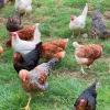 Hühner in Freilandhaltung picken auf einer Wiese nach Nahrung. In Röfingen wurden nachts zwölf Tiere gestohlen.