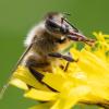Bienen und andere Kleintiere sollen durch ein Pestizidverbot besser geschützt werden.