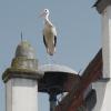 Der Storch ist in Wemding heimisch und die Bevölkerungszahl steigt. Das stellte der Bürgermeister fest. 	