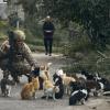 Ein ukrainischer Soldat füttert Katzen auf einer Straße in der befreiten Stadt Izium in der Region Charkiw.