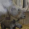 Mutter und Sohn sind zusammen im Stall. Anfang der Woche kam das kleine Nashorn im Augsburger Zoo auf die Welt.