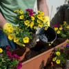 Wer nachhaltig produzierte Zierpflanzen für Garten und Balkon kaufen will, muss derzeit oft noch bewusst danach suchen.