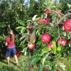 Mitstreiterinnen eines Obstbaubetriebes ernten Äpfel der Sorte Santana.