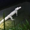 Heute lebt Alligator Ophelia in einem großen Gehege im Zoo. Noch vor einigen Monaten wurde das Tier verletzt und in Folie eingewickelt vom Zoll gefunden.