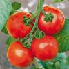 Tomaten im eigenen Garten sind sehr beliebt. Wie gelingt der Anbau? Hier finden Sie Tipps zur Pflege und Ernte der Tomate.
