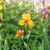 Die Bart-Iris gibt es in vielen verschiedenen Sorten. Die Pflege und den Anbau der Pflanze dürfen sich auch Garten-Anfänger zutrauen.