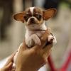 Klein und sehr gefragt: Der Chihuahua ist die beliebteste Hunderasse in Augsburg. 