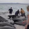 Retter versuchen, den gestrandeten Walen am Cheynes Beach östlich von Albany zu helfen.