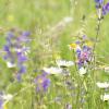 So sieht eine artenreiche Wiese aus. Sie enthält einen hohen Kräuteranteil, viele Pflanzenarten und eine mittelwüchsige Grasschicht.