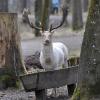 In einer Vollmondnacht der vergangenen Woche wurde ein weißer Hirsch (im Bild ein anderes Tier aus dem Bestand), wie er im Wildpark der Stadt Landsberg vorkommt, getötet. 