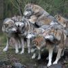 Im oberfränkischen Landkreis Bayreuth wurden zwei Jungwölfe gesichtet. Es handelt sich um den ersten Nachweis von Wolfswelpen in Bayern in diesem Jahr.