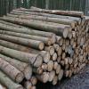 Je länger das Holz im Wald liegt, umso mehr leidet die Qualität. Hier im Bild liegen Fichtenstämme zur Abholung bereit. 