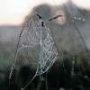 Zarte Schönheiten wie dieses tautropfenglitzernde Spinnennetz kann man bei einer Runde in aller Früh bestaunen.