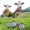 Fleckviehzüchter und Milcherzeuger tagten unter anderem zum Thema Vermarktung der Rinder in Wiesenbach.