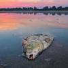 Im vergangenen Jahr kam es zu einem Massensterben von Fischen im Grenzfluss Oder.