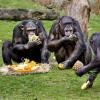 Freundschaft geht auch bei Schimpansen durch den Magen.