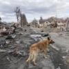 Ein Hund streift um zerstörte Häuser und russische Militärfahrzeuge in der Stadt Butscha. 