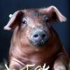 Täglich legen die Kräuterschweine etwa 700 Gramm zu, im Maststall liegen diese Werte bei etwas 800 Gramm. Das langsamere Wachstum hat aber Vorteile.
