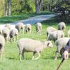 Schafe sind am Lech nichts Neues mehr – viele kleine Kinder haben in der Firnhaberau schon ein echtes „Mäh“ gehört. Im Frühjahr wird Josef Hartl erstmals am Fluss entlang in den Süden ziehen. 