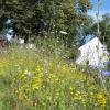 Auf der Blumenwiese blüht es in den schönsten Farben. Besonders auffällig die blaue Wegwarte, die hier fast zwei Meter hoch ist. 	
