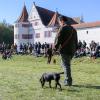 Die Jagdhunde stehen 2023 bei den Jagd- und Schützentagen auf Schloss Grünau in Neuburg besonders im Fokus. 