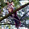 In Ichenhausen hat ein Eichhörnchen eine Frau gebissen. Das kann gefährlich werden. 