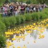 Das erste Schiltberger Badeentenrennen war ein voller Erfolg. 890 gelbe Enten wetteiferten auf der Weilach um einen siegreichen Zieleinlauf.