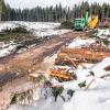 Palmen statt Fichten: Wo noch säuberlich Nadelbäume aufgestapelt liegen, sollen schon im Herbst die Bauarbeiten für das Spaßbad in der Ferienanlage bei Altusried losgehen.