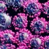 Die Aufnahme von der von TU-Wien-Forschern gegründeten Firma „Nanographics“ zeigt echte Coronaviren. Rosa gefärbt ist das sogenannte Spike-Protein, mit dem das Virus in Körperzellen eindringt.