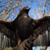 Stolzes Wappentier der Frankfurter Eintracht: der Steinadler.