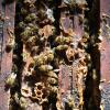 Die Sammlerinnen halten ihren Bienenstock mit Propolis, einer harzartigen Masse, sauber und dichten ihn gegen Zugluft ab. Propolis wird seit jeher auch von Menschen genutzt. Laut Experten hat sie eine wundverschließende Wirkung.
