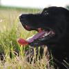 Viele Menschen sehen den Hund als Familienmitglied. Vor dem Gesetz sind sie nicht mehr wert als ein Kühlschrank.