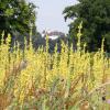 Ein Teilvorhaben aus dem Volksbegehren "Rettet die Bienen" ist es, für mehr Blühflächen wie diese zu sorgen. 