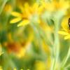 Das Jakobskreuzkraut (oder auch Jakobsgreiskraut) kann bis zu einen Meter hoch werden. Die gelbe Pflanze, die extrem giftig ist, wuchert derzeit in der Region. Unter anderem auf Wiesen bei Reutti (im Bild mit einer Schwebfliege). 