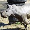 Das umtriebige kleine Nashorn Kibo ist der Star im Freigehege des Zoos. Weil seine Mutter es verstoßen hat, wird es mit der Flasche aufgezogen.