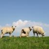 In Leeder büxen acht Schafe immer wieder aus ihrem Gehege aus. Der Besitzer kümmere sich nicht um seine Tiere, sagt ein Anwohner.