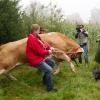 Die Kuh Yvonne wehrt sich am Freitag (02.09.11) auf einer Wiese bei Stefanskirchen gegen die Verladung in einen Transporter.